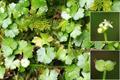 معرفی و راهنمای پرورش سبزی جات برگی - قدح مریم جاوه ای